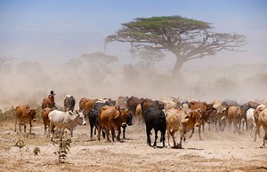 Why bride price is primitive tradition