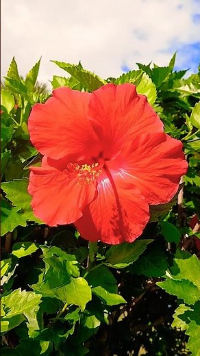 Amazing Hibiscus Flowers China Rose in Bloom 🌺 #flower #flowers #hibiscus #chinarose