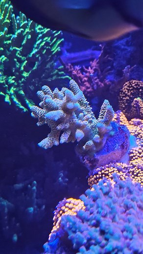 New corals from @advanced_aquarium_consultancy 😍 Powered by @reef_zlements @theaquariumsolution Hybrid 2 part dosing system Carboplus Aminoplus Vitaplus ICP testing Full range of trace and macro elements @theaquariumsolution H2ocean dosing formula salt Rowaphos Kh manager Deltec 2561 Skimmer Deltec FR509 Fluidised Reactor H2Ocean Pro 4 dosing pump Deltec 48w UV Jecod DCP-20000 return pump @aquaillumination AI Orbit 4 x 2 AI Orbit 2 (frag tank) @Ecotechmarine: MP60s x 2 MP40 x 2 Radion XR30 Pro