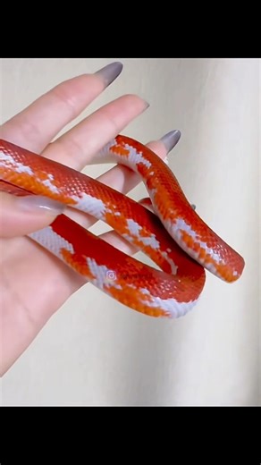 Is This a Coral Snake? You Won’t Believe How Beautiful It Looks! #turtle #snake