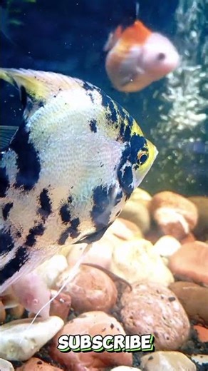 🌤 Bright Green Natural Fish Tank with Calm Water