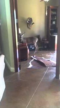 Deer breaks into a house