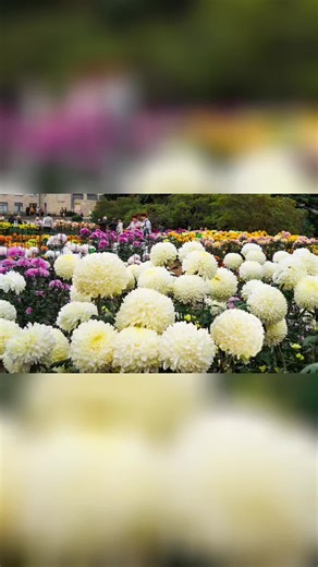 Мария Владимировна (@mariyalogoped)’s videos with Adagio - Secret Garden