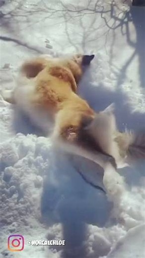 Musher’s Secret | Snow days hit different when paws are protected and the zoomies just flow. ❄️ This is winter joy, exactly as it’s meant to be. Thanks to... | Instagram
