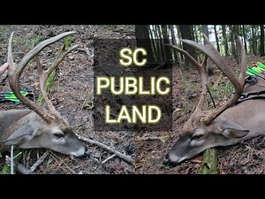 Deer Hunting South Carolina 2023 | Ep. 1 | PUBLIC LAND | Bowhunting | #deerhunting