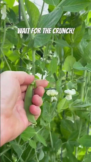Crunchy! Are sugar snap peas the best to grow in your garden?