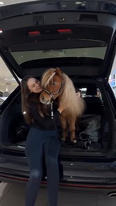 Michelle B. ⭐️ on Instagram: "Mit den zweien ist sowieso alles besser 🙂‍↕️🫶🏻 Überall mit dabei - sogar in Auto 😂🙏🏼 . . . . #equestrian #pferd #shetty #pony #horsereel #lifewithher #trend #horsetrend #horsereel #minishetty #fun #joke"