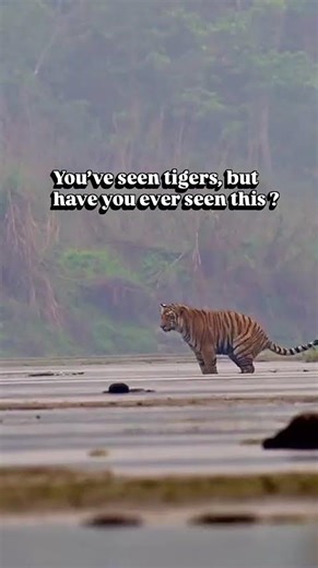 “Rare Bengal Tiger Moment in the Wild – Nature’s Real Side Caught on Camera 🐅” #trending #animals