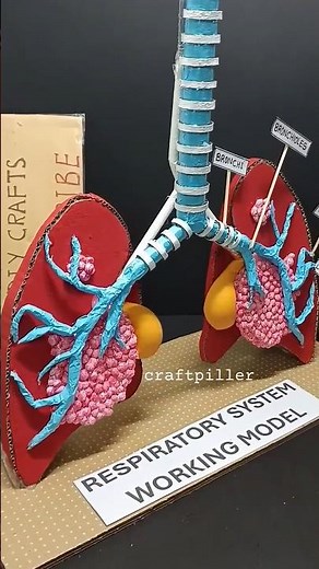 human respiratory system working model 3d for science project exhibition - new design | craftpiller