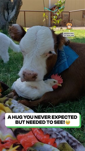 The most unlikely buddies at the farm 🌾 | Fluffy Animals