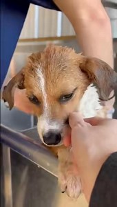 Poor Cupcake was thrown in a dumpster at an apartment complex at 9 weeks old. She was found covered in filth by a DoorDasher who heard her crying before coming to The City of Mobile Animal Services. She is squeaky clean now and ready for a new home. This girl is only 9 weeks old and 8lbs. We are looking for either a foster or adopter. Adoption application link; https://www.surveymonkey.com/r/COMASAL | Martin Miller