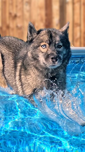 Snow Dogs Vlogs on Instagram: "Here it is! The video you have all been waiting for! The dogs first time swimming in the pool this season! Do you think Eleanor will realize there is no cover on the pool this time? #HuskyAdventures #PoolDogs #FirstDip #SummerFun #DogDays #SiberianHuskiesOfInstagram #HappyHuskies #SwimDay #CoolDogs #HuskyLove #PetVideos #AnimalAntics #MansBestFriend #SplashZone #DogFun #WaterPups #HuskyGram #SeasonalFun #PlayfulPups #DoggyAdventures"