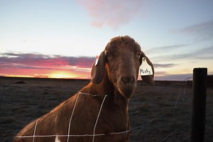 RealAg Radio, Nov 17: Goats, a corn harvest update, and timing of pricing inputs