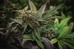 Recreational Cannabis Dispensaries Near NYC, NY - Canna Provisions