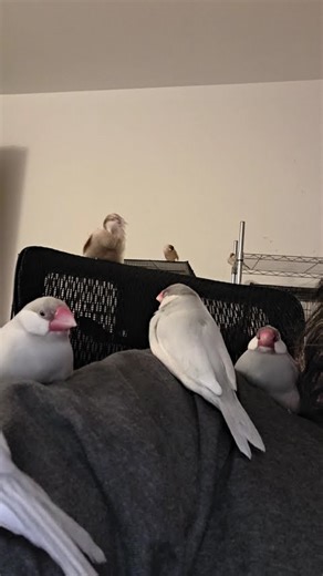 java finches hanging out