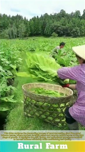 Hand-Harvesting Giant Flue-Cured Tobacco Leaves! 🍃