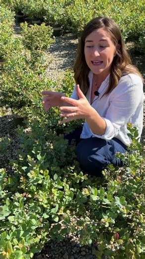 Bountiful Blue™ Blueberry 🫐 Big Harvests for Small-Space Gardens
