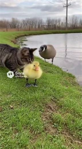 Cat vs Goose Family — Angry Goose YEETS the Cat Into the Pond 🐱🪿💦#cat #funny #shorts