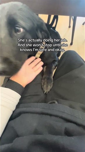 Service dogs are persistent with medical alerts, as they should be! #servicedog