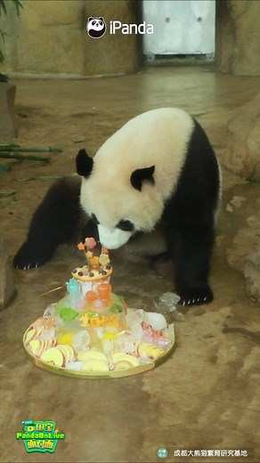 Adorable Panda Bao Mei & Jin Bao Birthday Celebration