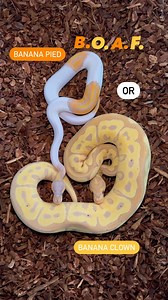 38K views · 75 reactions | We’ll take BOAF Banana Pied or Banana Clown #ballpython #royalpython #reptiles #reptile #reptilesofinstagram #snake #snakes #pets #petsofinstagram #pet #bloodpython #burmesepython #carpetpython #reticulatedpython #boaconstrictor #leopardgecko #crestedgecko #beardeddragon #animals #wildlife #bof #recessivegang #ballpythons #royalpythons | BALLS of FURY | Facebook