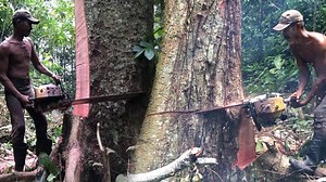 Skilled Lumberjack Cutting Two Huge Bayur Trees