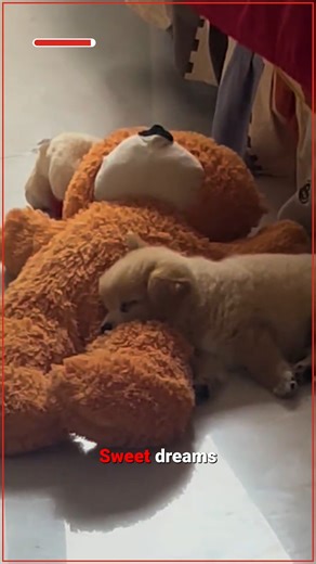 17K views · 1K reactions | Puppy Finds a Snuggle Buddy! | I Support Animal Rescue | Facebook