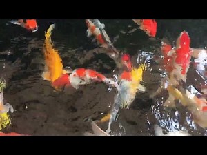 Koi Fish Colors: A Symbol of Japanese Culture