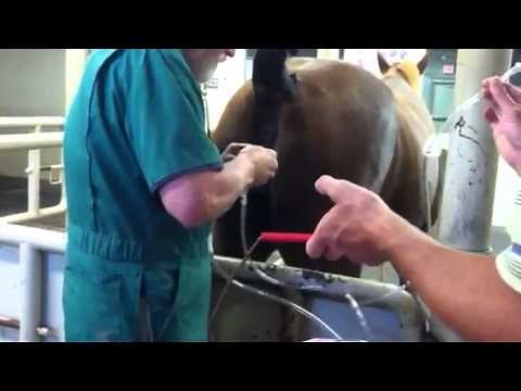 Flushing embryo from mare