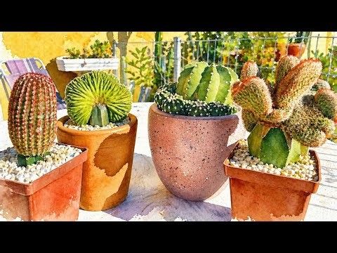Normal and cristata cactus, Echinopsis subdenudata and Echinocereus rigidissimus.