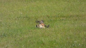 File:Killdeer wing display.webm - Wikimedia Commons