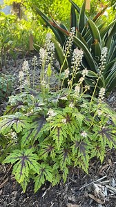 Tiarella 'Cutting Edge' is a very lovely and easy to grow US native perennial for the part sun to light shade garden. Foam flowers are happy in average to moist, well-draining soil and are generally avoided by deer and rabbits. We find this selection to performa particularly well in our zone 7b/8a garden. Zones: 3a to 8b. #tiarella #springflowers #shadeplants #nativeplants | Plant Delights Nursery, Inc.