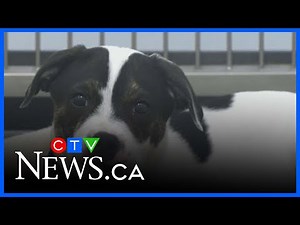 Humane Society wants residents to adopt some dogs