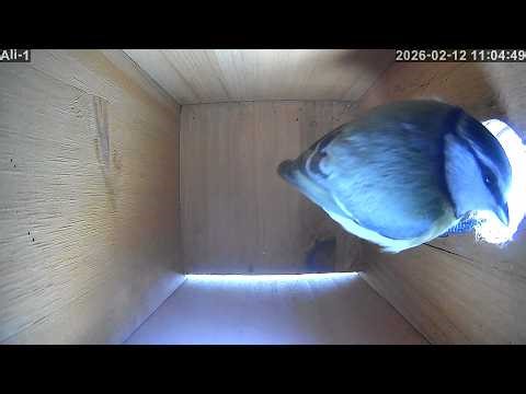 Blue Tit investigating Nesting box