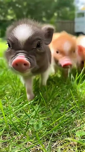 Why are baby pigs THIS cute? 😭