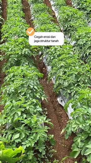 Solusi Tanah Keras, Akar Lemah, dan Daun Menguning! Hasil Panen Naik, Tanaman Lebih Sehat!