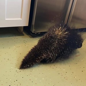 4.5K views · 788 reactions | UPDATE: Porcupines can only be sexed...