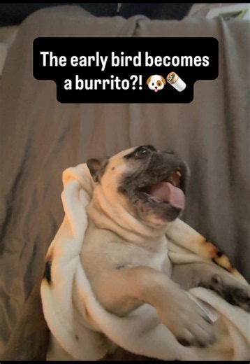 The early bird becomes a burrito?! 🐶🌯 #dogreactions #frenchbulldog #dogsoftiktok #creatorsearchinsights
