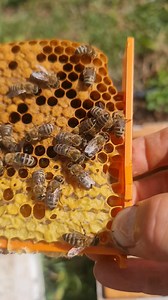 To reserve our Queen Bees please visit us: International: www.apis-donau.com Romania: www.apis-donau.ro #honeybees #apiary #bees #apiculture #apicultura #honey #beekeeping #queenrearing #apicoltura #queenbee #imkerei #miel #beeswax #beesofinstagram #seabees #beeston #lovebees #beestrong #saveourbees #savebees #beeswarm #apiary #pollination #beekeepinglife #urbanbeekeeping #ilovebeesandhoney | Apis Donau 1905