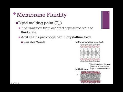 054-Lipid Bilayer & Membrane Fluidity