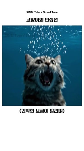 고양이의 인셉션 (Inception: A Cat's Dream Within a Dream 🌀🐱🐻)
