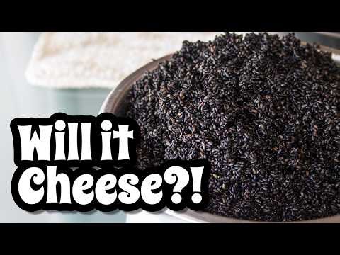 Gave BLACK SESAME 2 WEEKS to CHEESE...did it work?