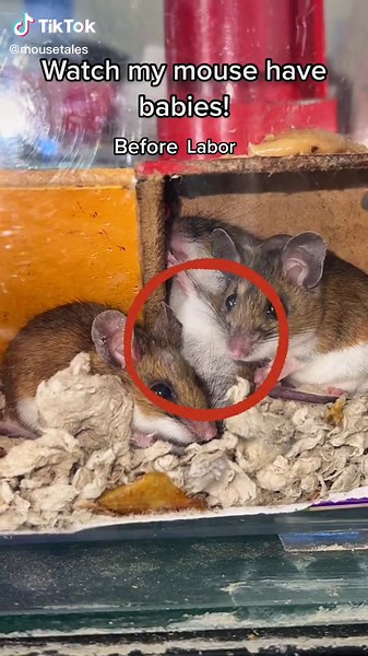 Mouse Giving Birth: Before, During, and After