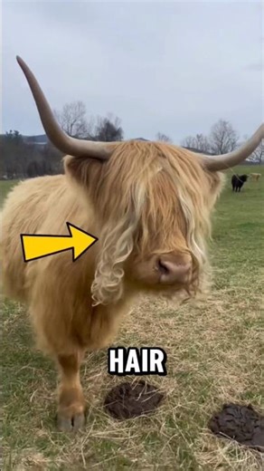 If You Ever See These Animals… You’ll Be Instantly Obsessed