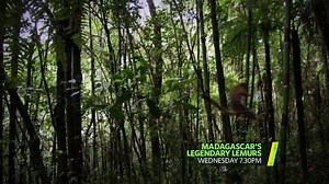 2.1K views · 139 reactions | Among the stone forests, spiny groves...