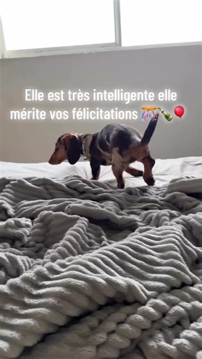 Mon chien est un véritable concentré d’intelligence et de tendresse. Curieux, vif et très observateur, il apprend rapidement et comprend facilement ce qu’on attend de lui. Toujours attentif à son entourage, il sait s’adapter aux situations du quotidien et fait preuve d’une grande sensibilité. Son caractère affectueux, sa fidélité et son envie d’être proche de sa famille font de lui un compagnon exceptionnel. Chaque jour, il me rappelle à quel point un chien peut être intelligent, loyal et rempli