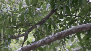 Back of a blue jay songbird as he hops off a tree branch in Orlando Florida