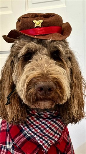 The Joy of Owning a Labradoodle