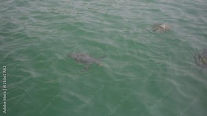 General shot, turtles on the beach of Mancora Peru.