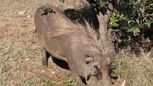 Big warthog boar scratching itself against a tree #warthongs #boar #animal #wildlife #wild #wildanimals #bush #wildlife #borntobewild #nature | African Bush Kingdom